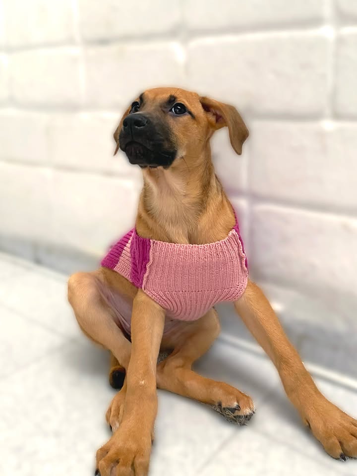 Adorable cachorra caramelo busca hogar definitivo en Bogotá 