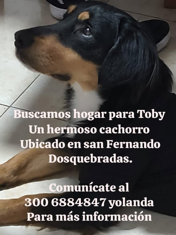 Busqueda de hogar para cachorro en Pereira, Risaralda 