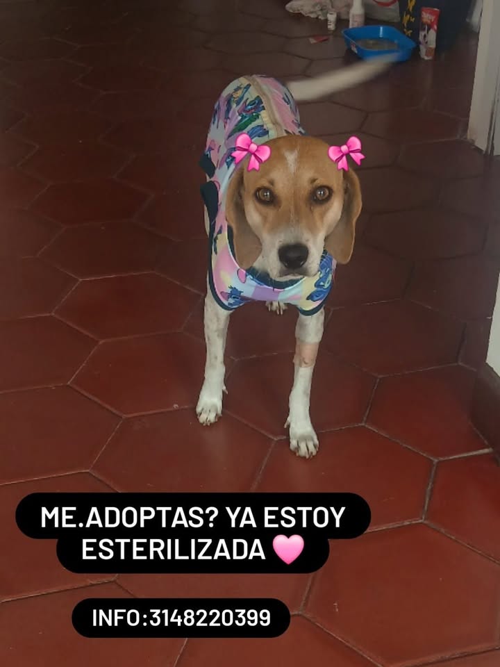 Adopción perro cachorro Tuluá 