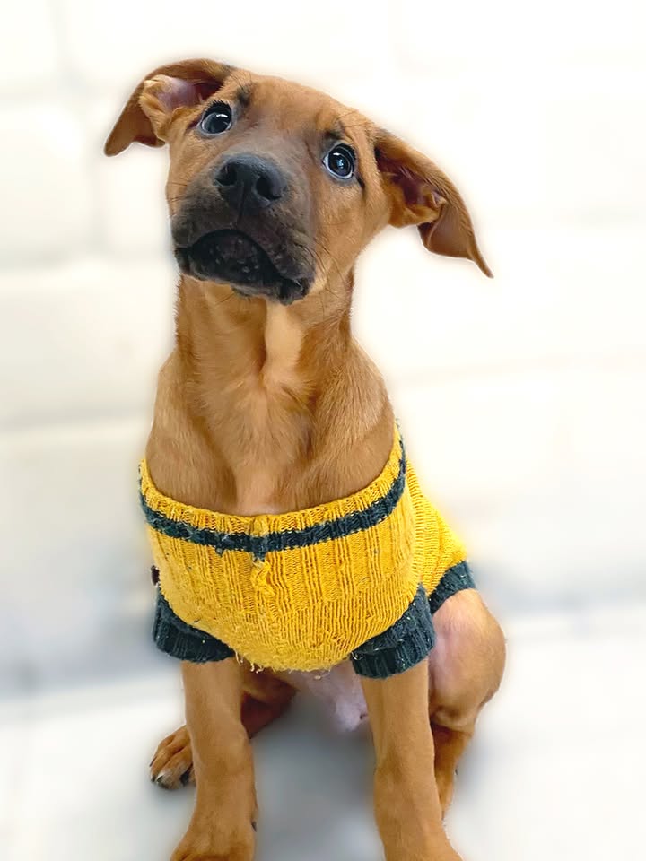 Adopta a Arbolito Dormilón, cachorro juguetón y tierno en Bogotá 