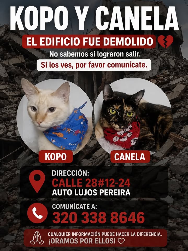 Kopo y Canela: Se buscan mascotas perdidas en Pereira 
