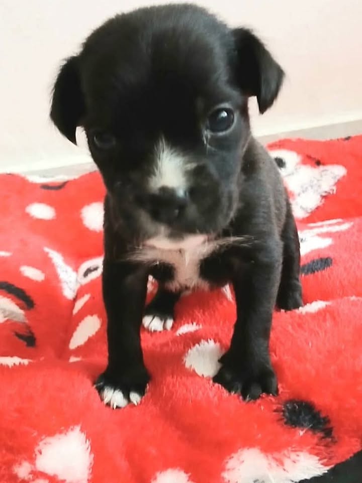Perrito busca hogar en Pereira 