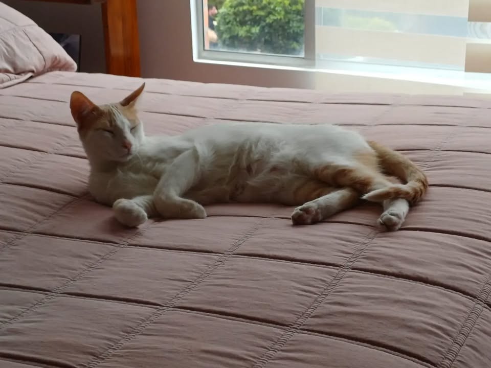 Dos gatos adoptables: Luna y Texas en Bogotá 