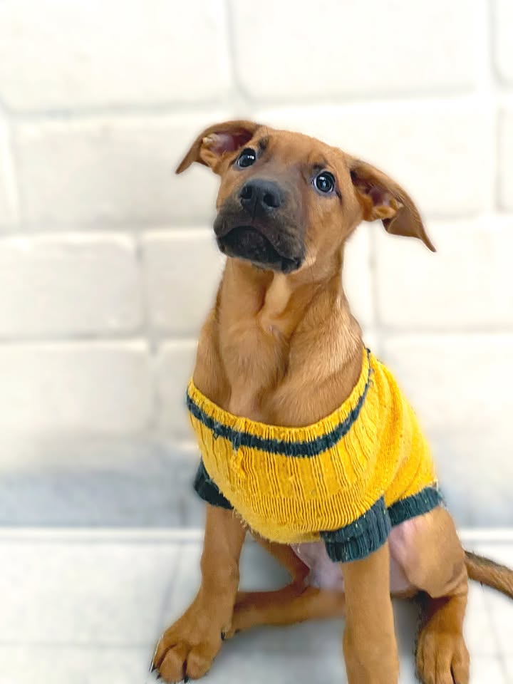Adopta a Arbolito Dormilón, cachorro juguetón y tierno en Bogotá 