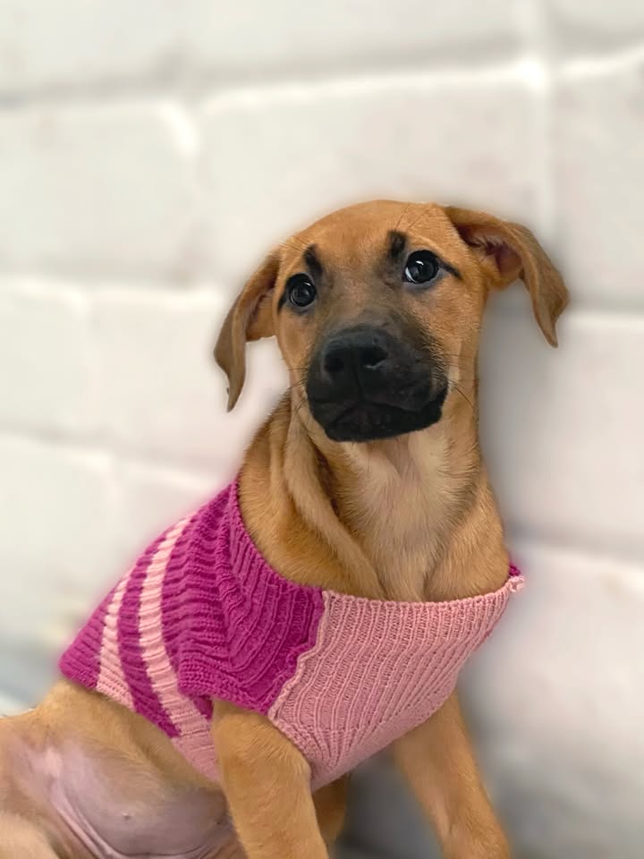 Adorable cachorra caramelo busca hogar definitivo en Bogotá 