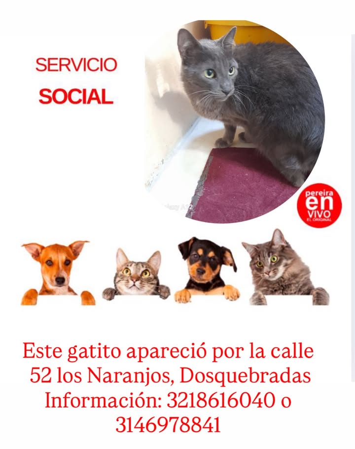 Gato encontrado en Dosquebradas, Risaralda 