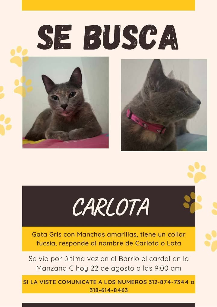 Gato Gris Carlota Perdido en Pereira 