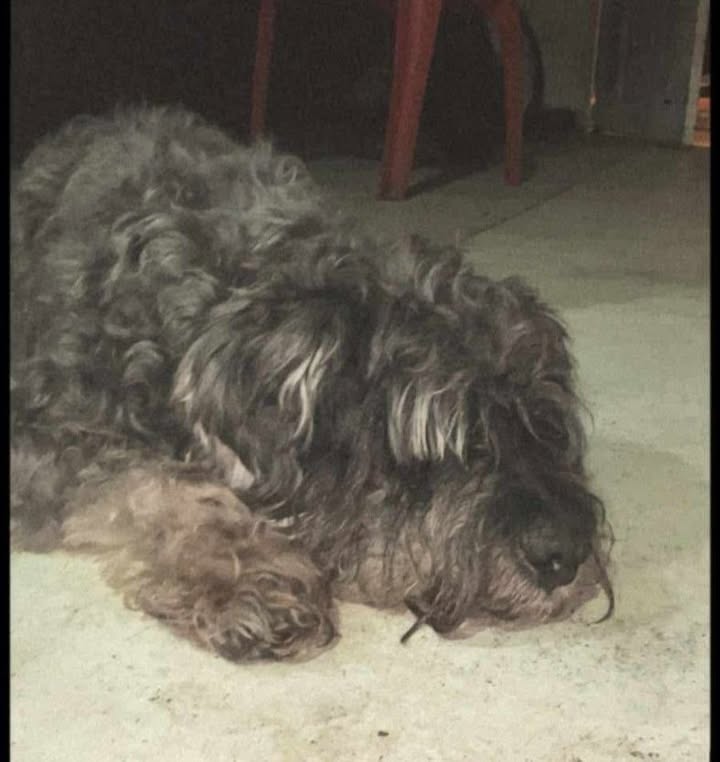Perro perdido ciego y sordo en Tuluá, Valle del Cauca 