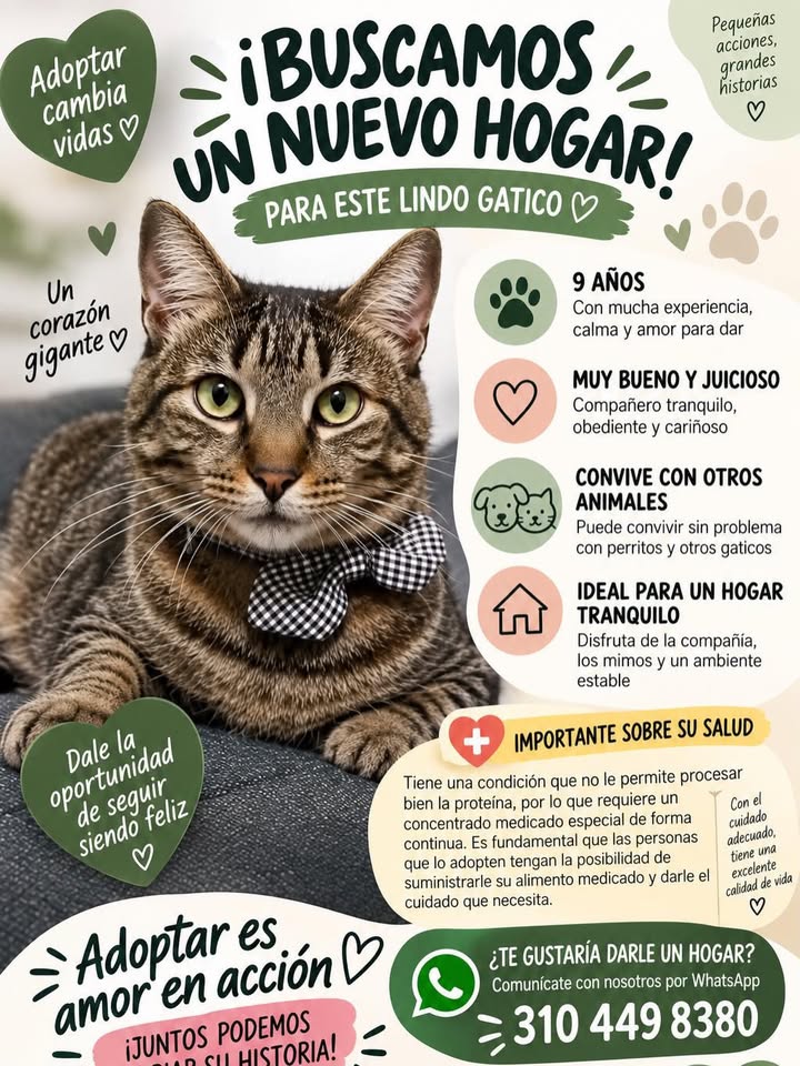 ¡Buscamos un nuevo hogar para este lindo gatico! 