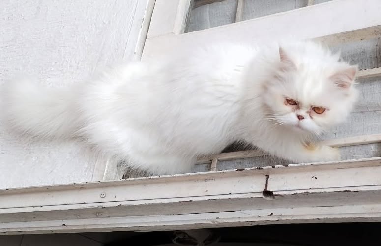 Gata persa perdida en Acacías, Meta 