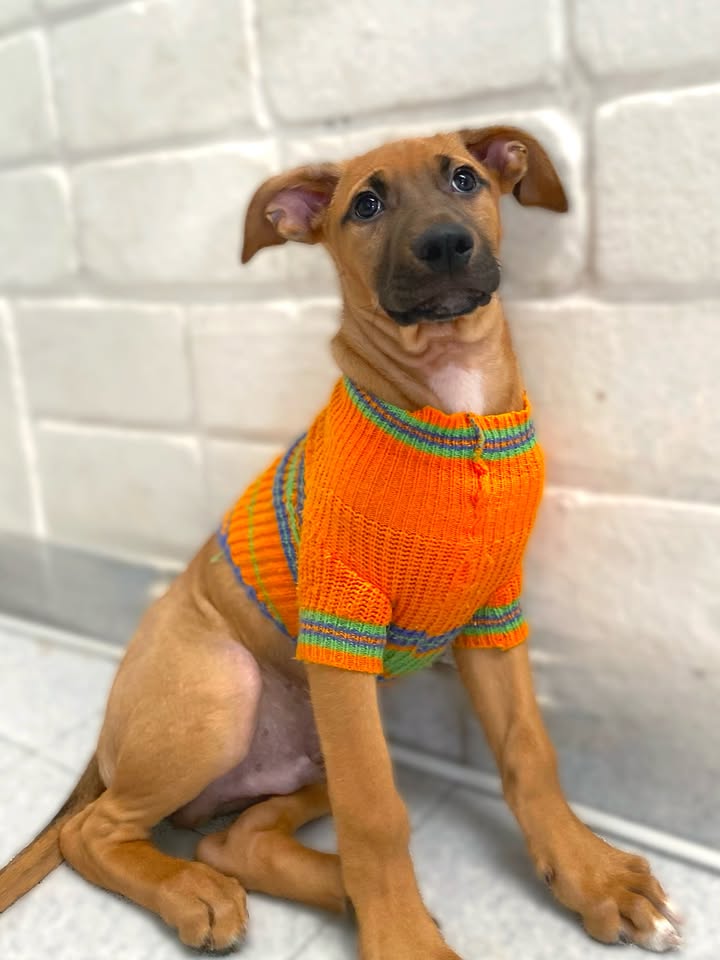 Adorable cachorrito Botoncito de la Montaña busca hogar 