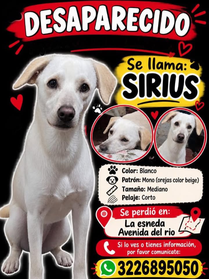 Perro blanco mestizo perdido en Pereira 