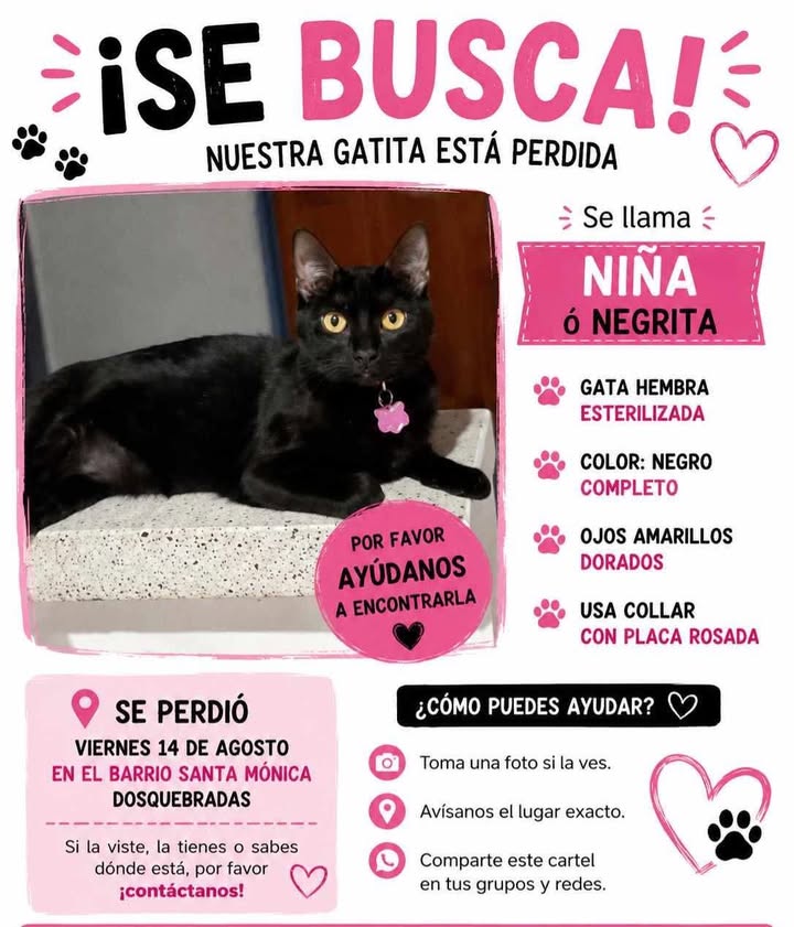 Gata Perdida en Pereira: Niña o Negrita 