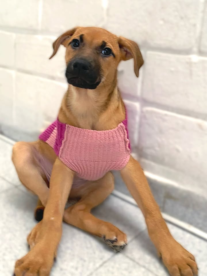 Adorable cachorra caramelo busca hogar definitivo en Bogotá 