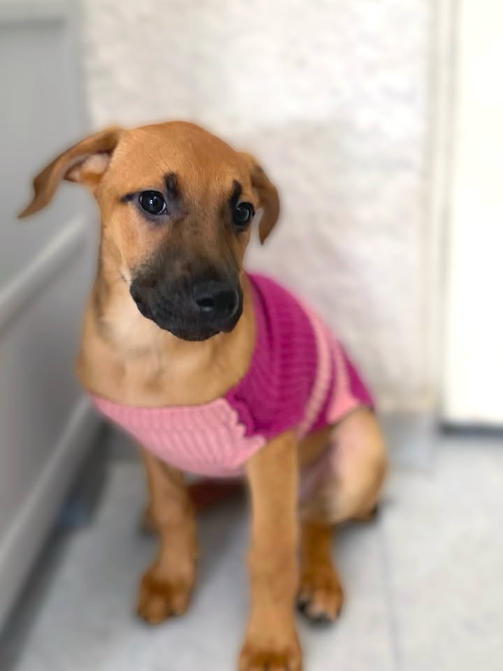 Adorable cachorra caramelo busca hogar definitivo en Bogotá 