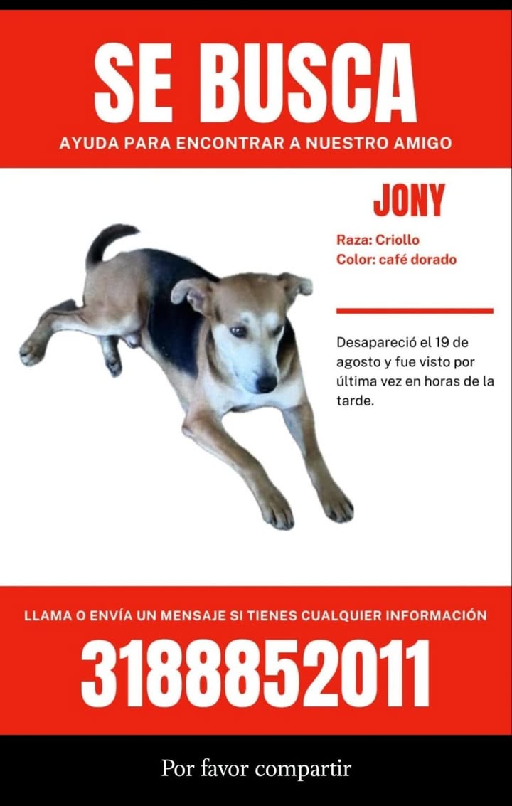 Perro Jony perdido en Tuluá 