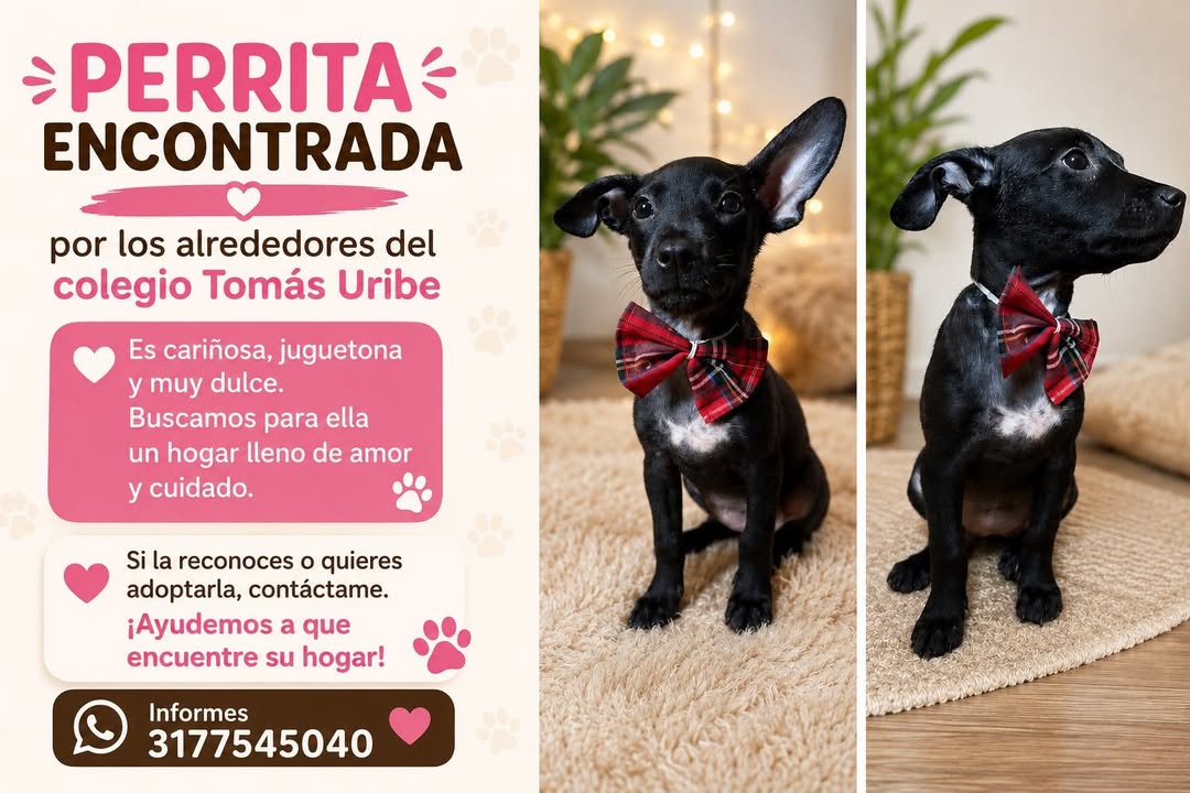 Perrita encontrada en Tuluá 