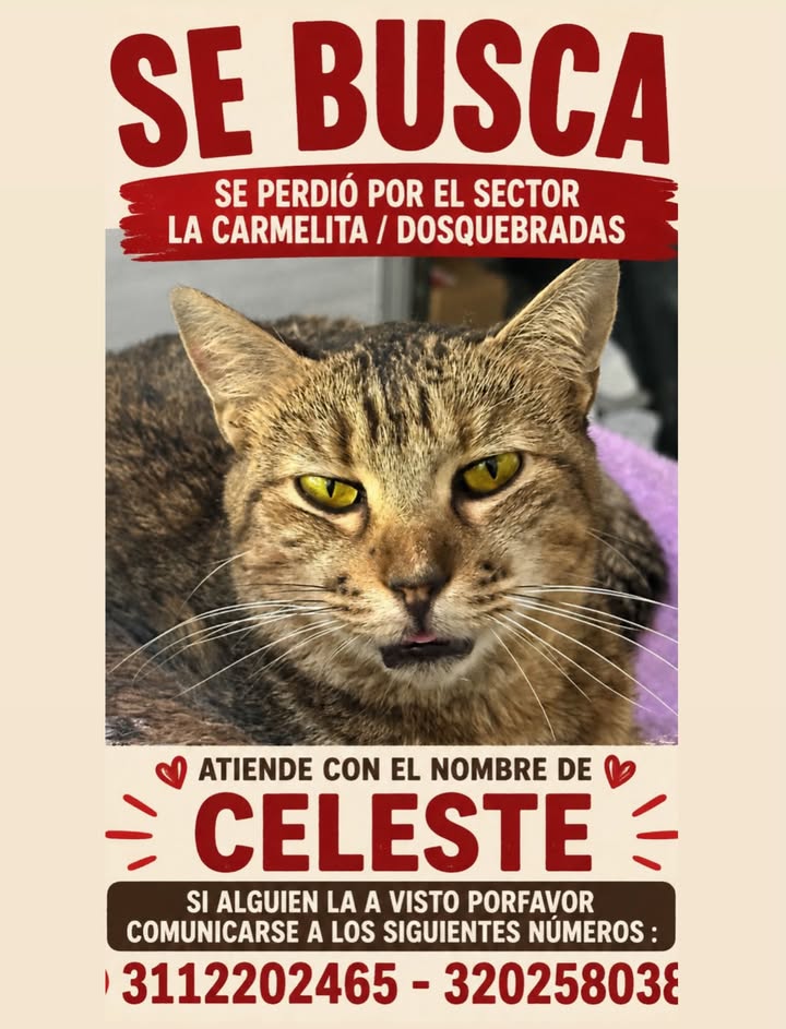Gato perdido en Pereira 