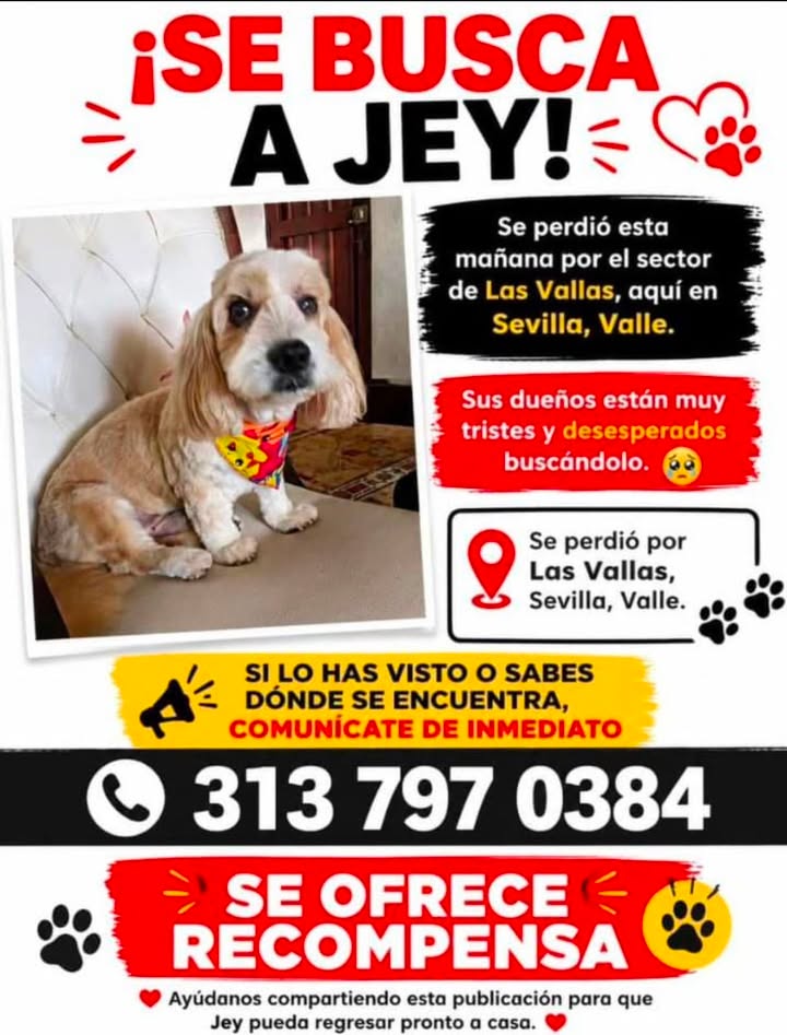 Perro Jey perdido en Sevilla, Valle 