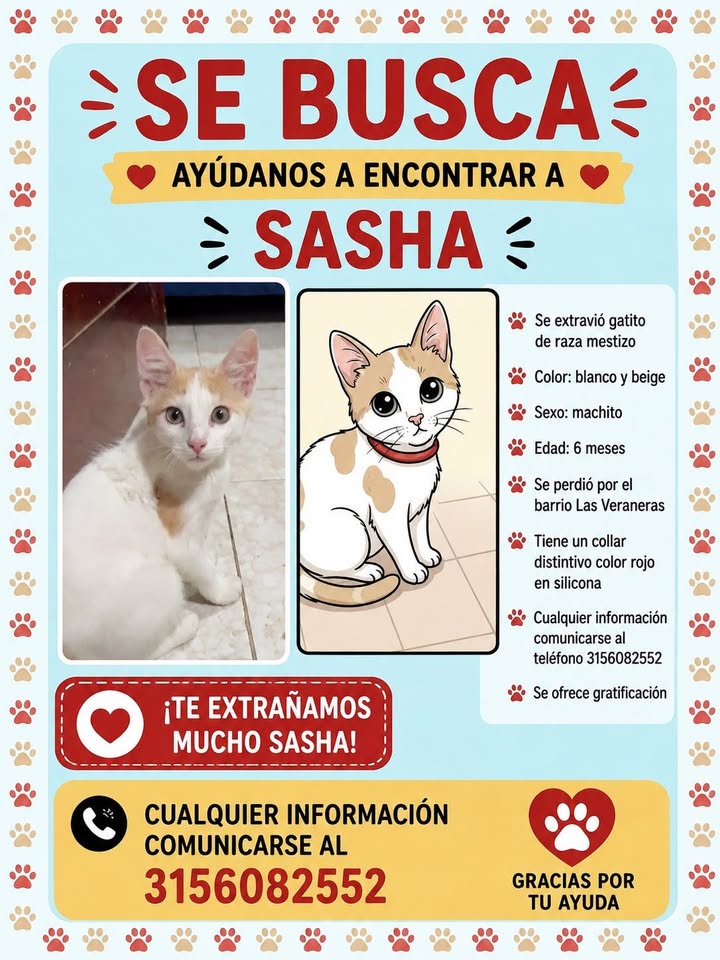 Se busca gatita Sasha en Tuluá 