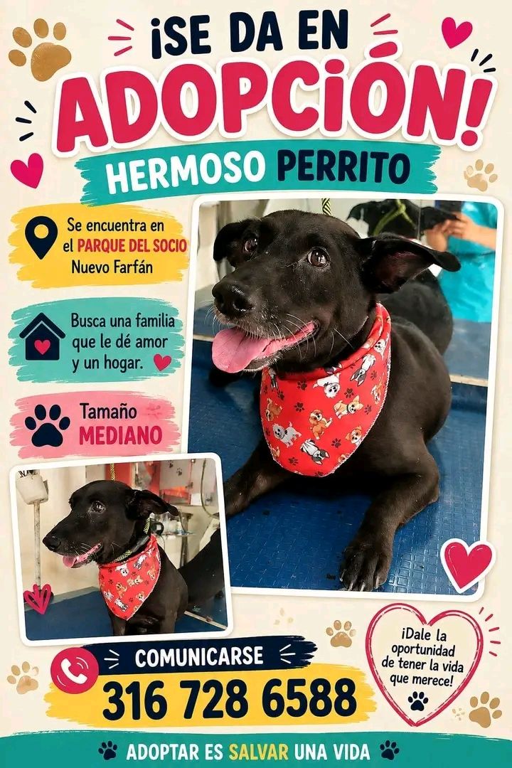 Hermoso perrito en adopción en Tuluá 