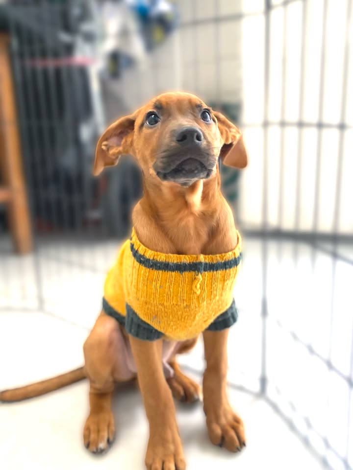 Adopta a Arbolito Dormilón, cachorro juguetón y tierno en Bogotá 