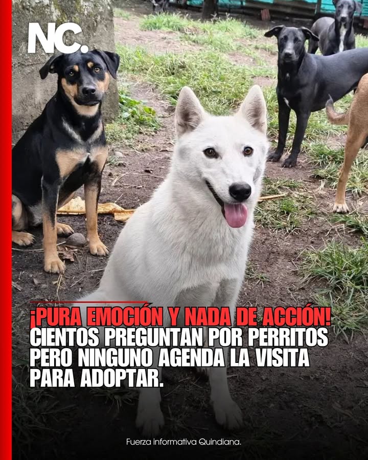 Adopción de Perros en Quindío: Urgente Llamado a Compromiso Real 