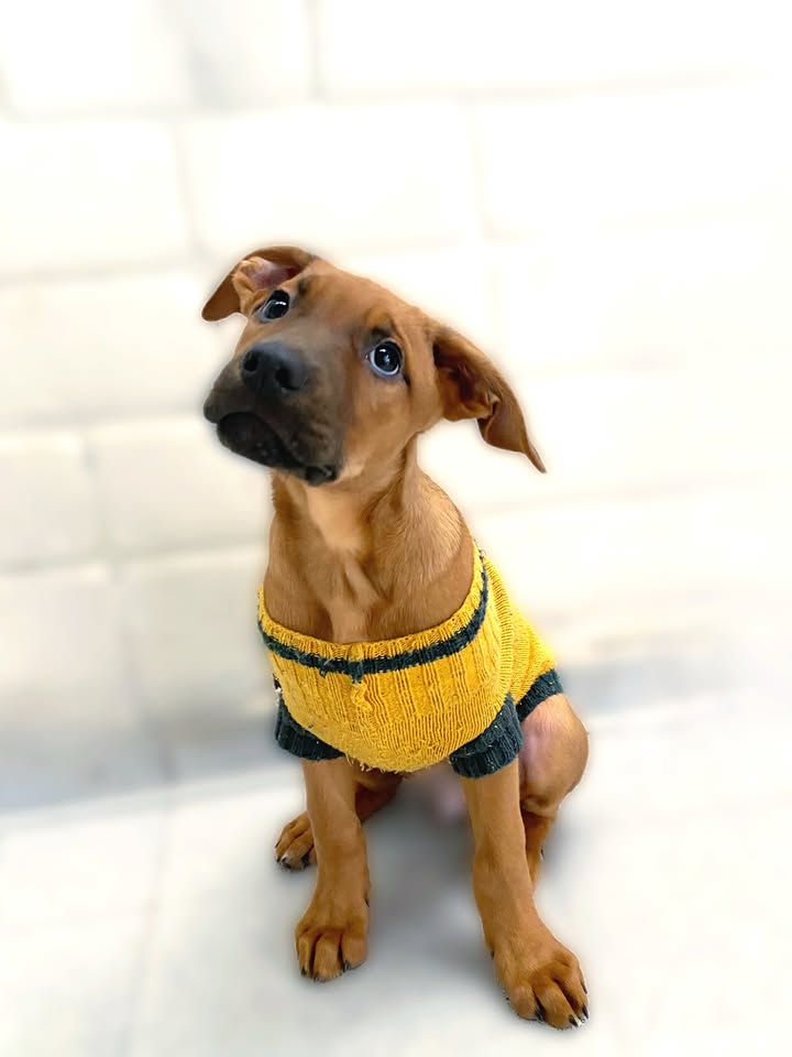 Adopta a Arbolito Dormilón, cachorro juguetón y tierno en Bogotá 