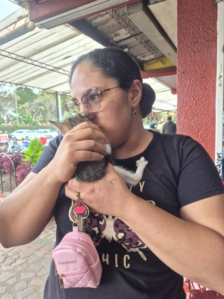 Adopta gatitos en Bogotá 