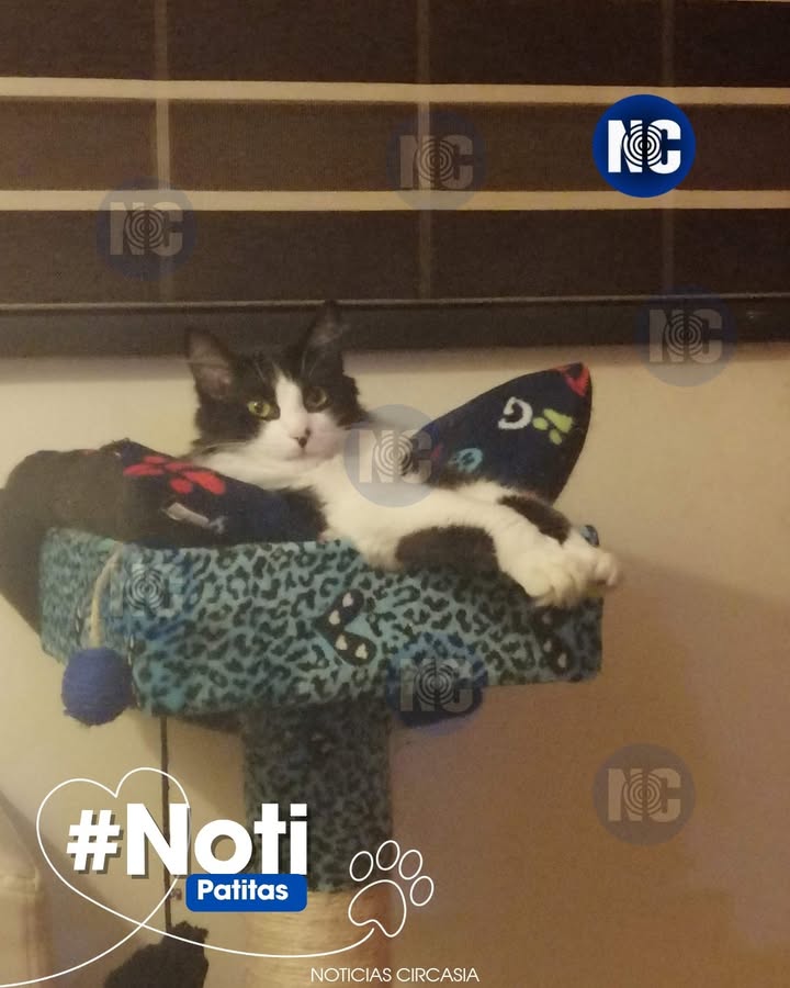Gatico Tommy se perdió en Circasia, Quindío 