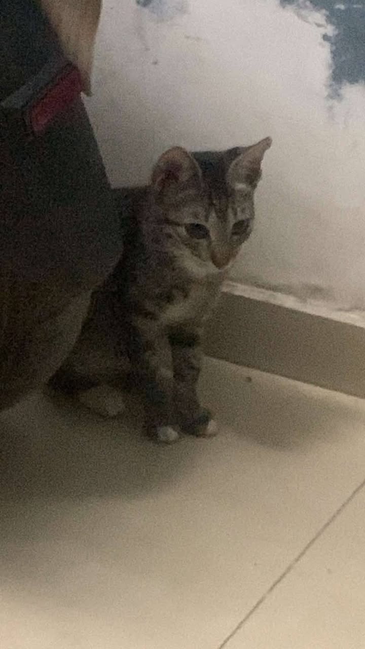 Adopta 5 gatitos en Tuluá, Valle del Cauca 