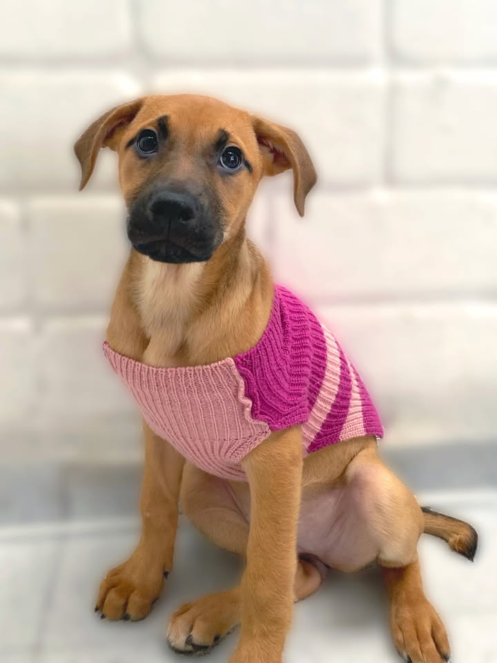 Adorable cachorra caramelo busca hogar definitivo en Bogotá 