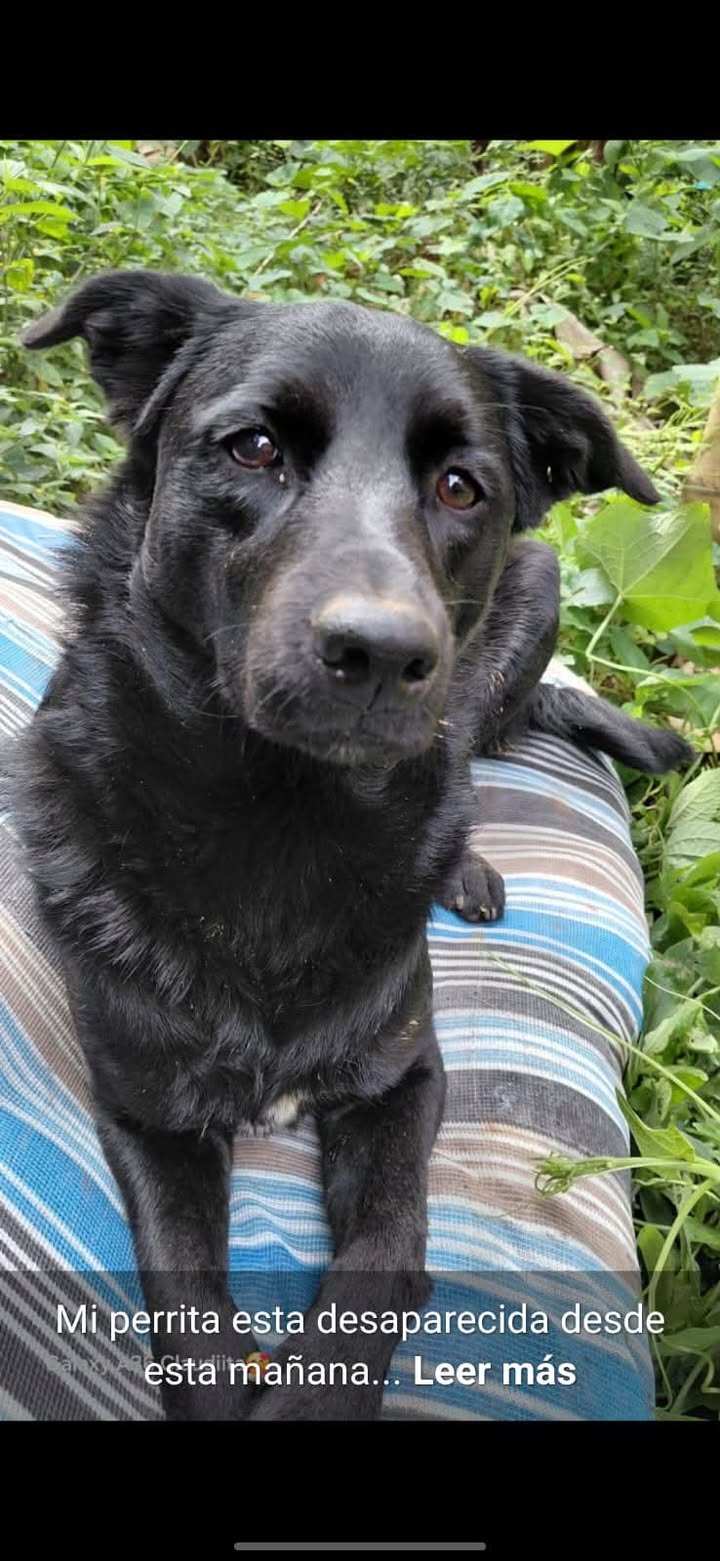 Perro extraviado en Sevilla, Valle - Busca a Pinki 