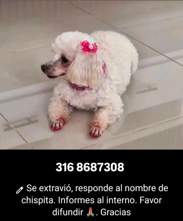 Perro perdido en Tuluá 