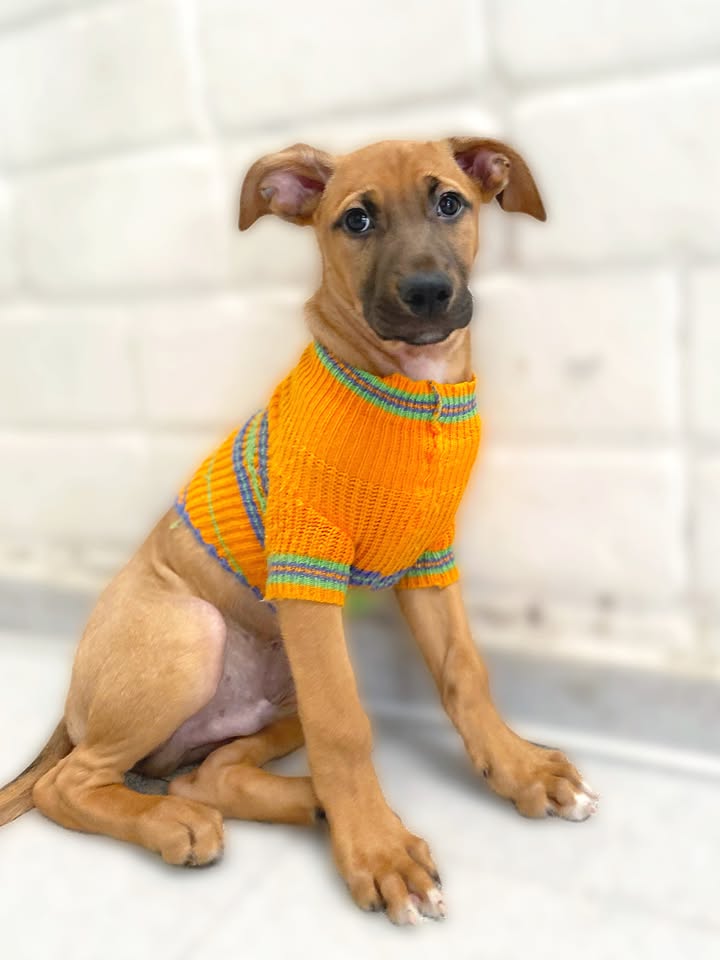 Adorable cachorrito Botoncito de la Montaña busca hogar 