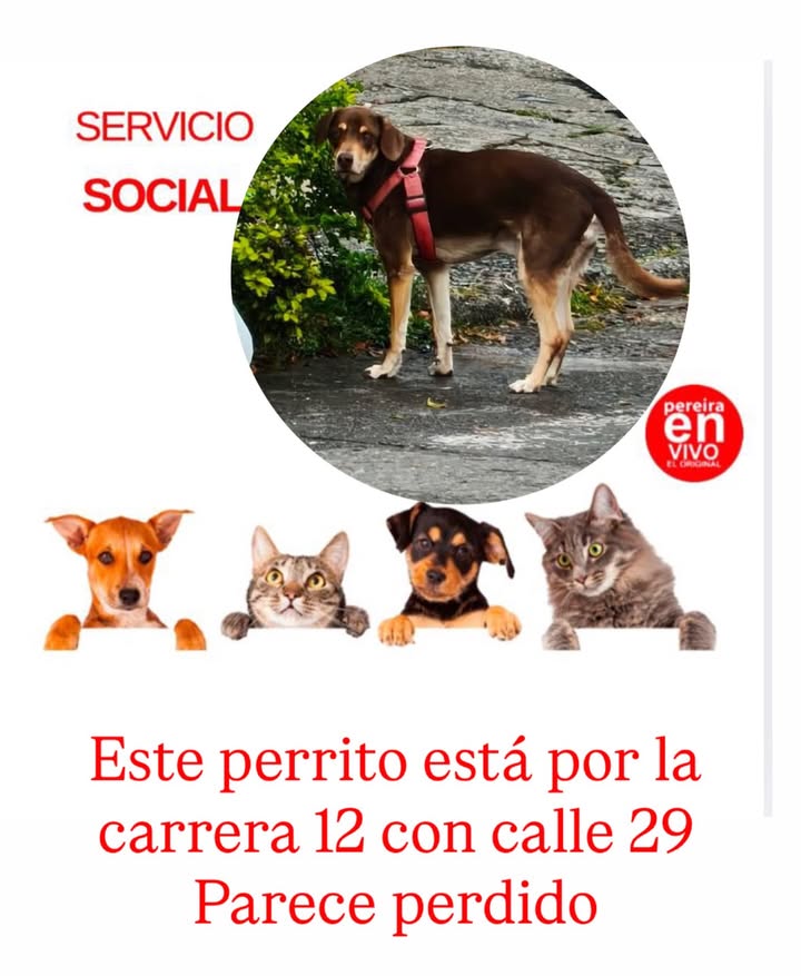 Perro perdido en Pereira 