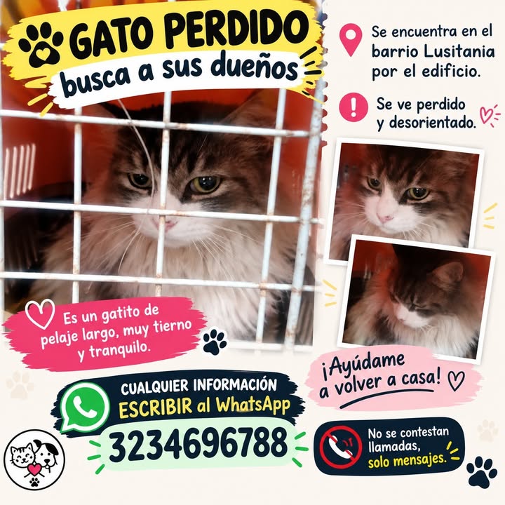 Gato perdido busca a sus dueños en Manizales 