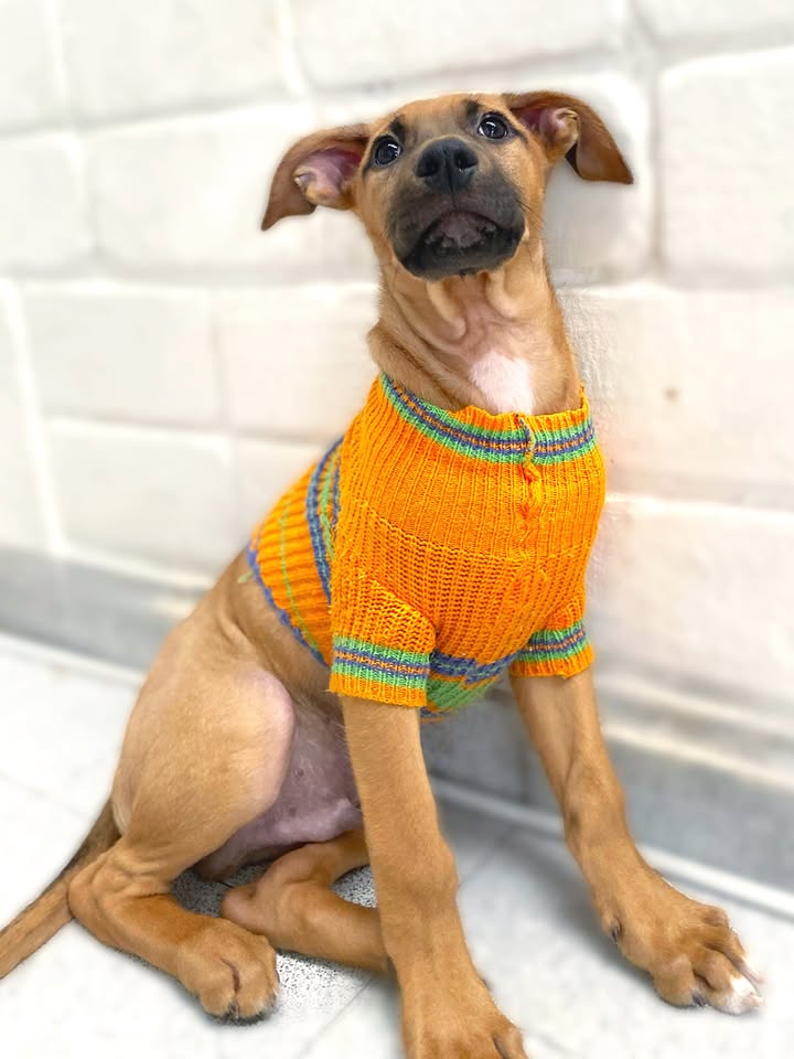 Adorable cachorrito Botoncito de la Montaña busca hogar 