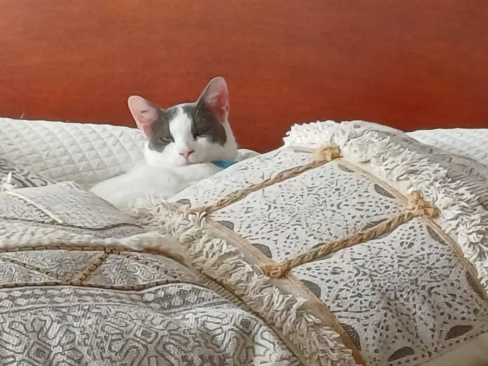 Dos gatos adoptables: Luna y Texas en Bogotá 