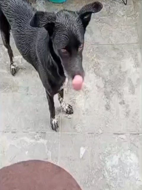 Perro negro de tamaño mediano busca adopción en Pereira, Risaralda 