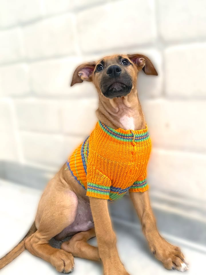 Adorable cachorrito Botoncito de la Montaña busca hogar 