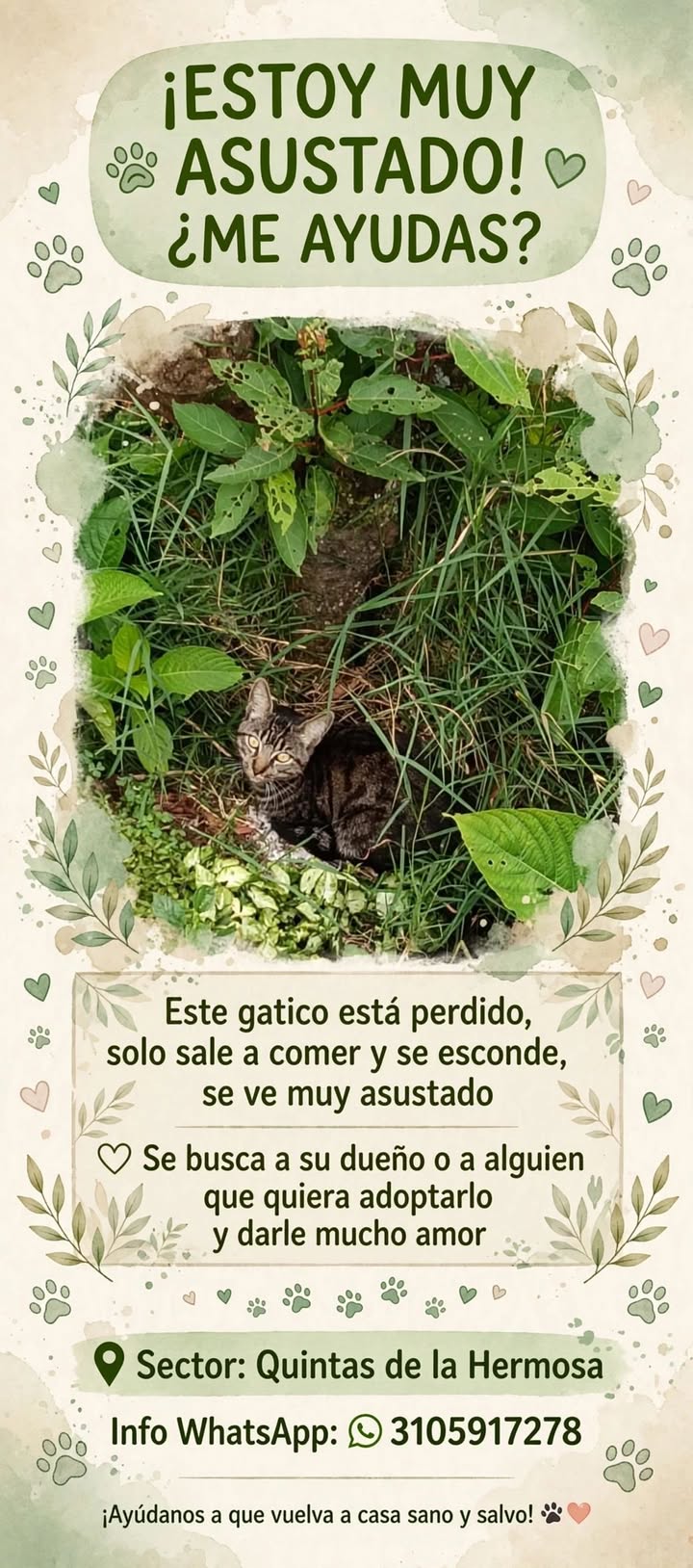 Gatico perdido en Santa Rosa de Cabal, Risaralda - Busca dueño o adopción 