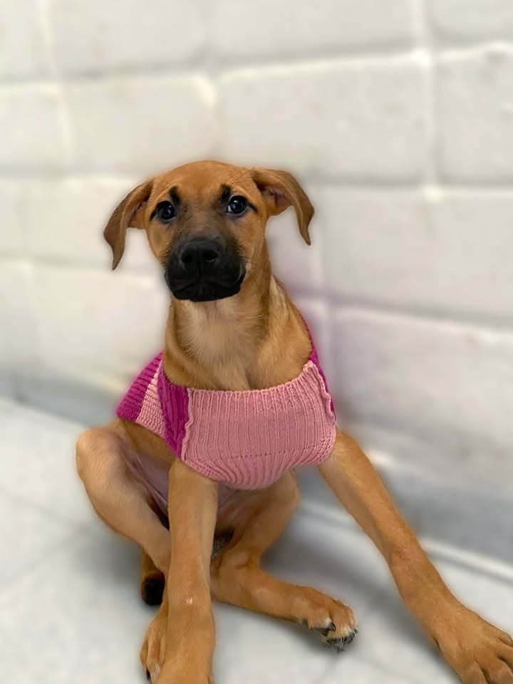 Adorable cachorra caramelo busca hogar definitivo en Bogotá 