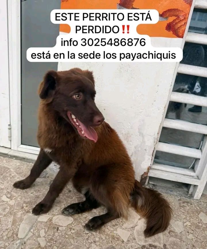 Perro perdido en Tuluá, Valle 