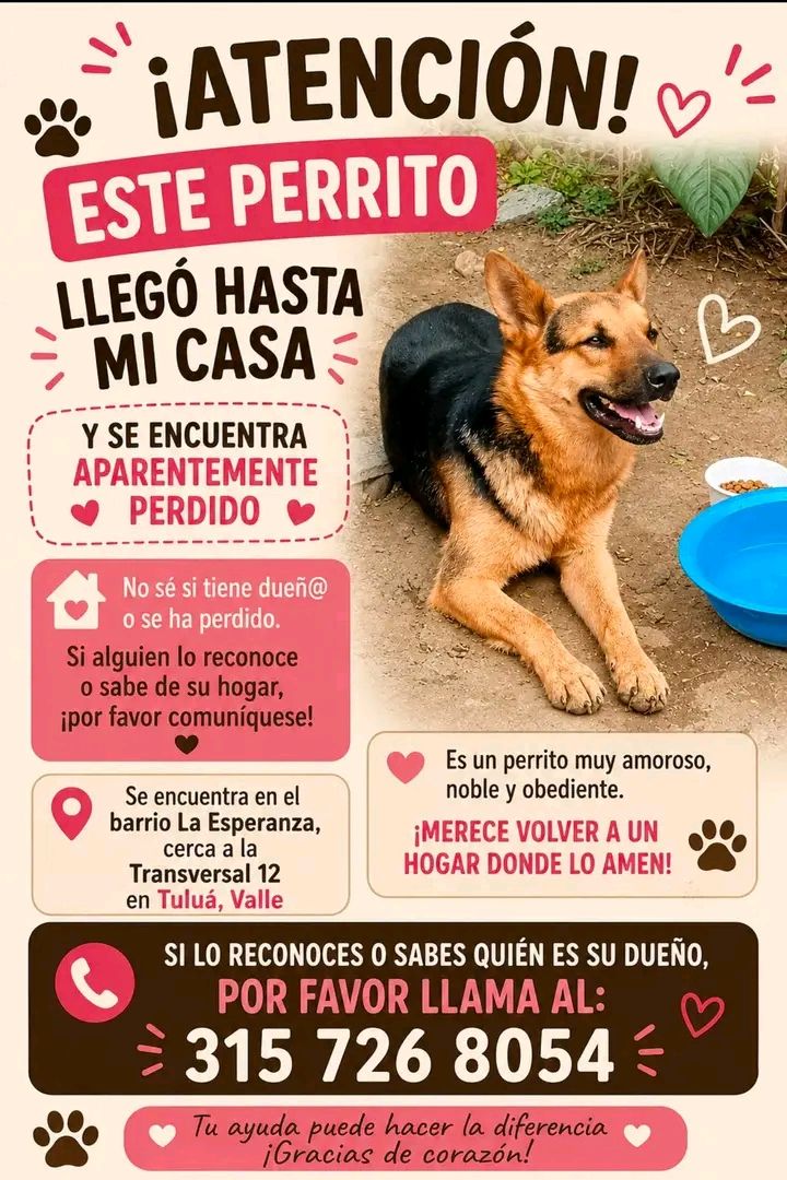 Perro perdido en Tuluá, Valle 