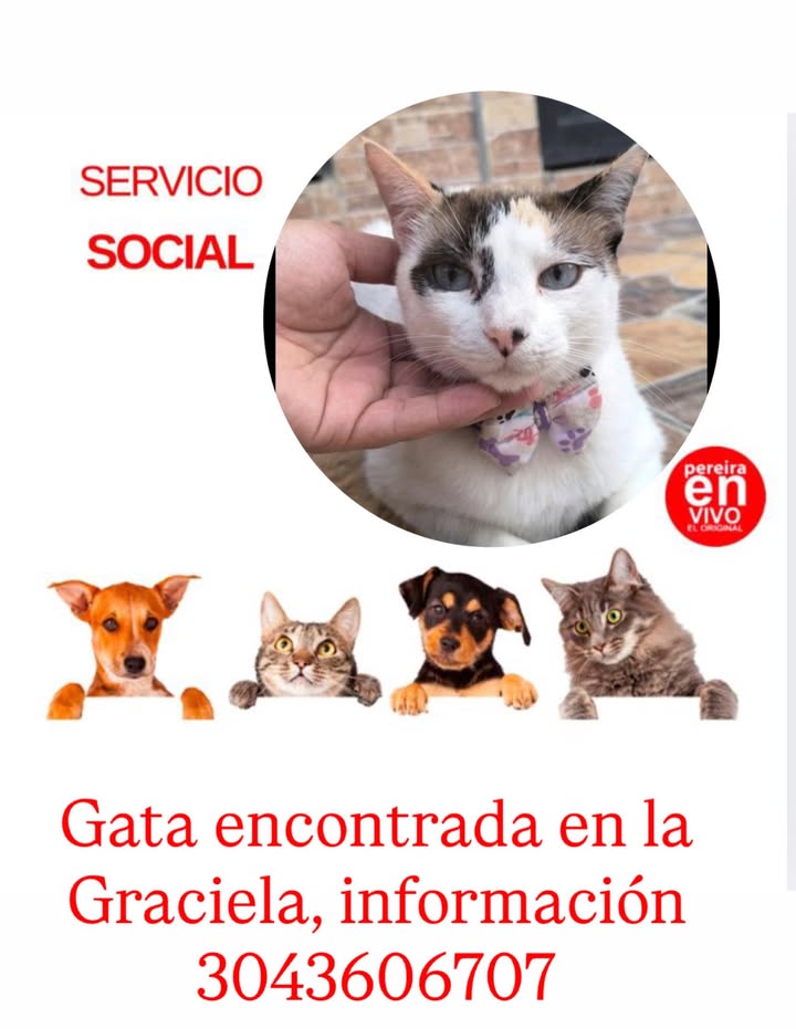 Gata encontrada en Pereira 
