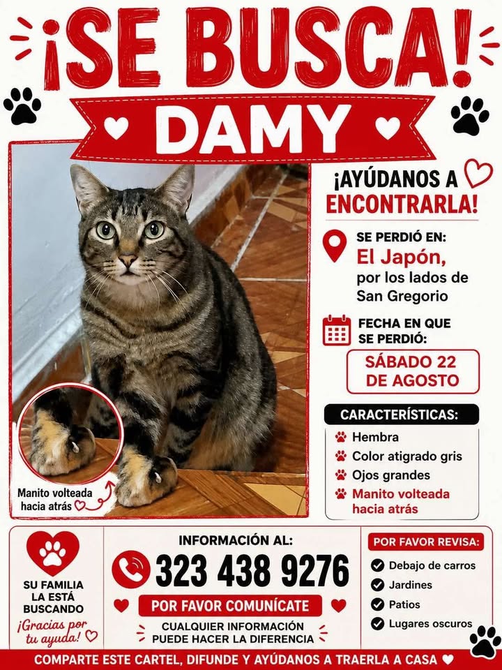 Se busca Damy gato perdido en Pereira 