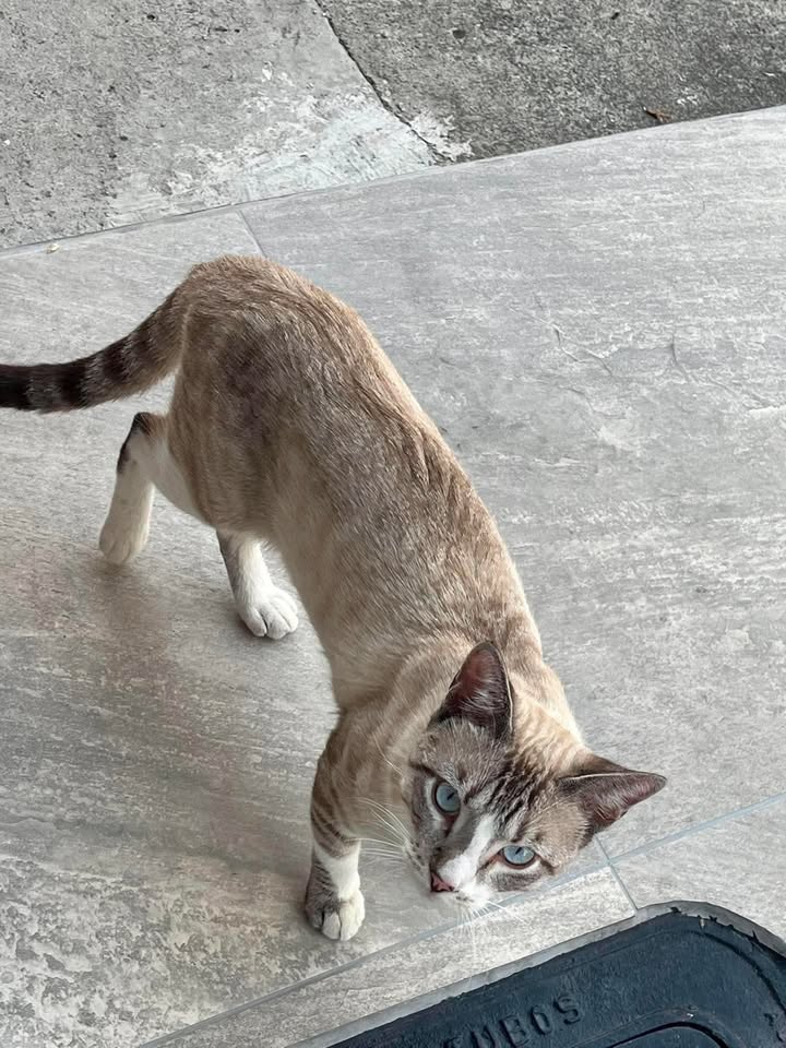 Gatito encontrado en Pereira, Risaralda busca su familia 