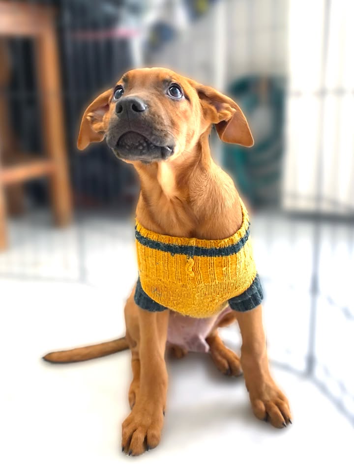 Adopta a Arbolito Dormilón, cachorro juguetón y tierno en Bogotá 