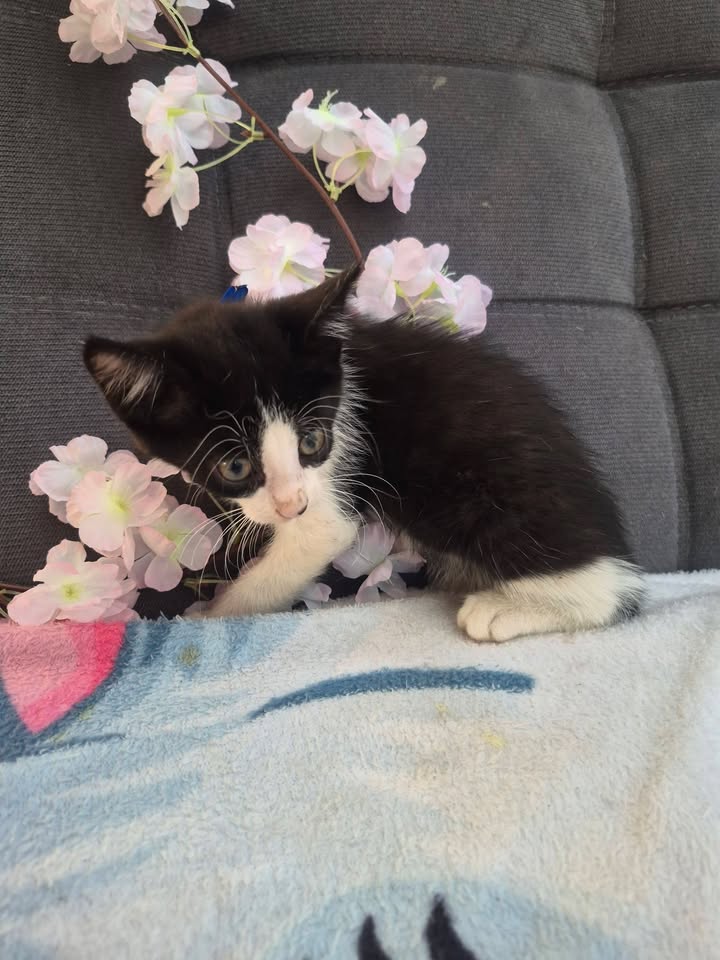 Adopción de Gatitos en Bogotá 